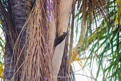 Dryobates spilogaster