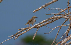 Chondestes grammacus