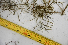 Potamogeton pusillus