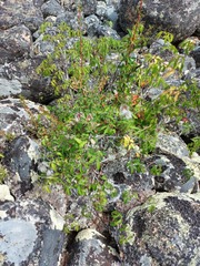 Clematis alpina sibirica