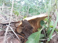 Lactarius psammicola