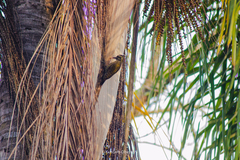 Dryobates spilogaster