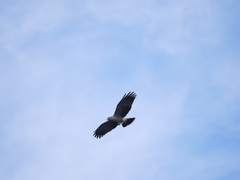 Rostrhamus sociabilis