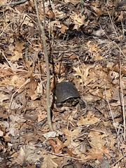 Emydoidea blandingii