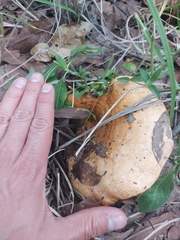Lactarius psammicola
