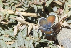 Brephidium exilis