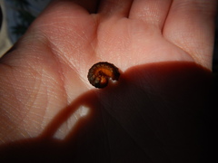 Monocesta coryli