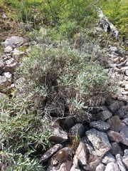 Artemisia lagocephala