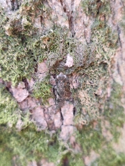 Amorphoscelis chinensis