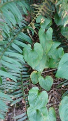 Maianthemum dilatatum