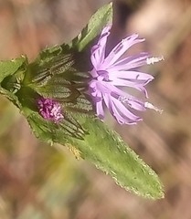 Elephantopus carolinianus