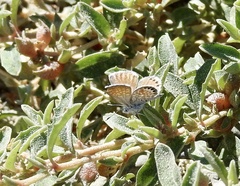 Brephidium exilis