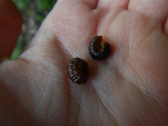 Monocesta coryli