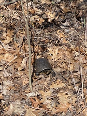 Emydoidea blandingii