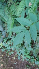 Sambucus