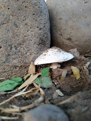 Agaricus campestris