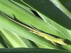 Anolis carolinensis