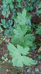 Petasites frigidus palmatus