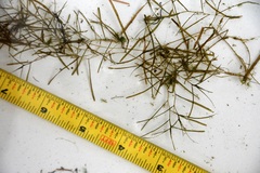 Potamogeton pusillus