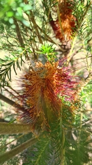 Banksia ericifolia