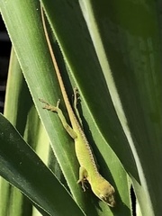 Anolis carolinensis