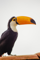 Ramphastos toco