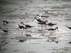 Himantopus mexicanus
