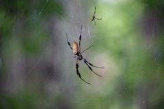 Trichonephila clavipes