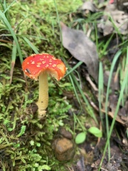 Amanita