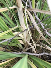 Cortaderia selloana