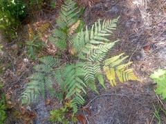 Pteridium aquilinum pseudocaudatum