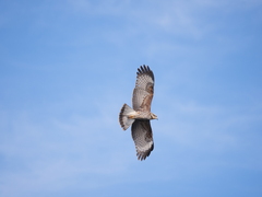 Rostrhamus sociabilis