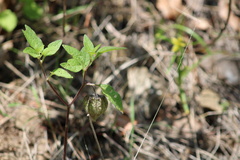 Physalis angulata