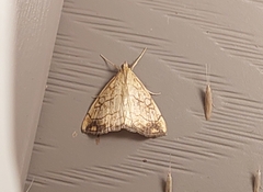 Evergestis pallidata