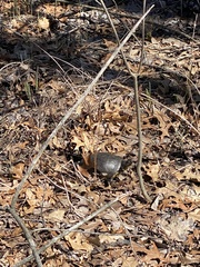 Emydoidea blandingii