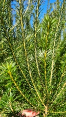 Banksia ericifolia