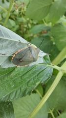 Carpocorini