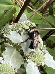 Bombus citrinus
