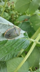 Carpocorini