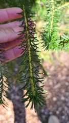 Banksia ericifolia