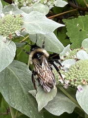 Bombus citrinus