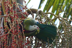 Ptilinopus magnificus