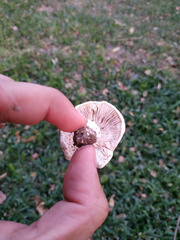Agaricus campestris