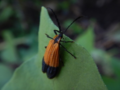 Calopteron terminale