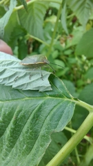 Carpocorini