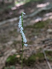 Spiranthes tuberosa