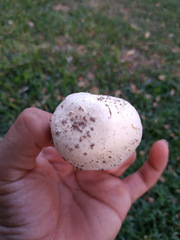 Agaricus campestris