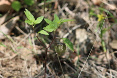 Physalis angulata