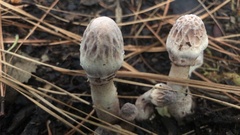 Hypomyces hyalinus