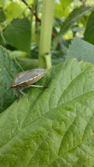 Carpocorini